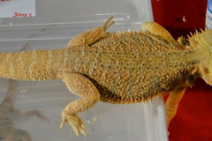 DSC00212_1